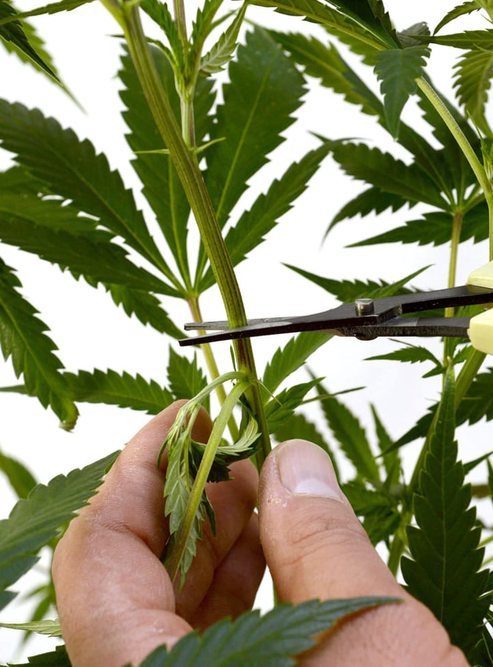 How to Clone a Weed Plant