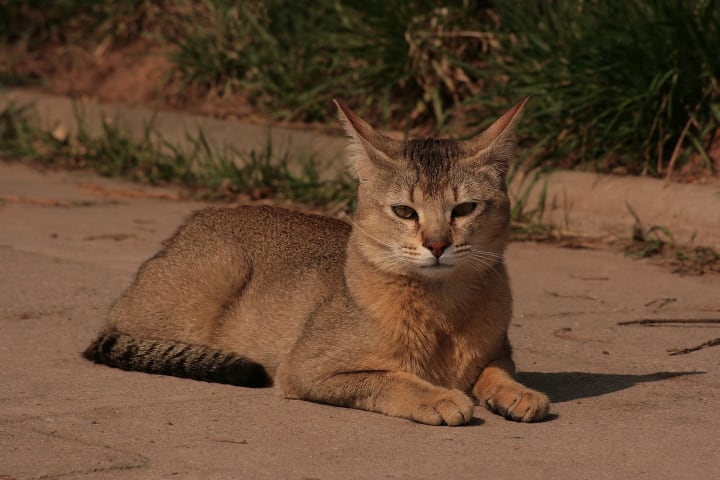 Largest Cat Breeds