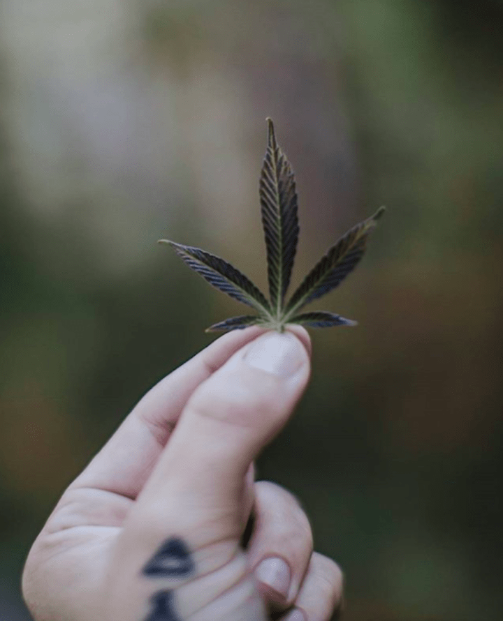 Cannabis Instagram Accounts You Need to Follow