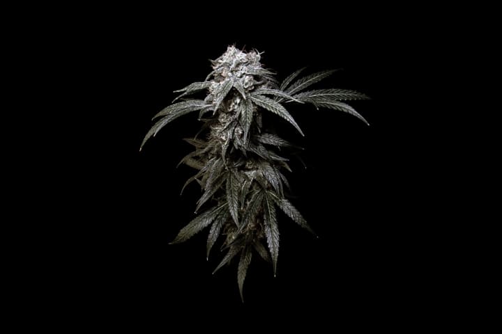 black weed