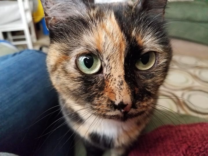 why are tortoiseshell calico cats so feisty