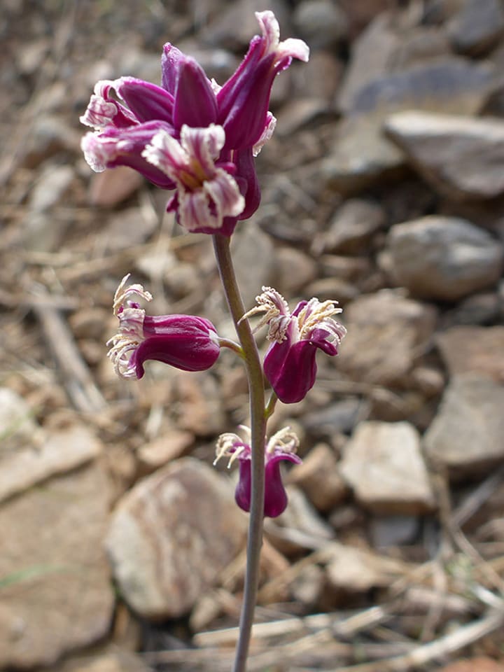 10 Enchanting Wildflowers Native to New Mexico