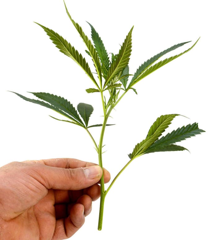 How to Clone a Weed Plant