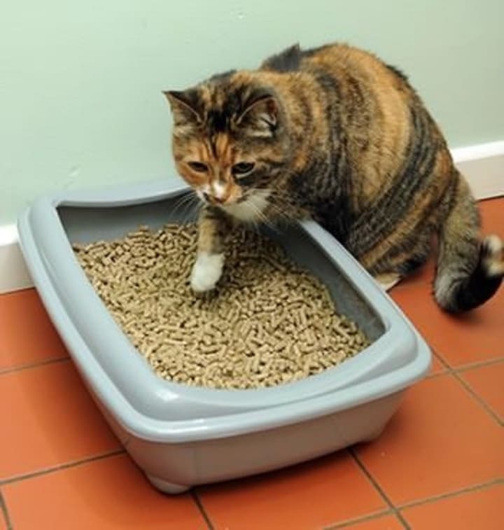 How I Switched My Cat To Wood Litter