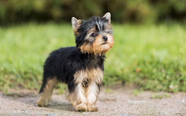 hypoallergenic tiny dogs