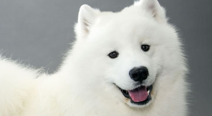 white fluffy cloud dog