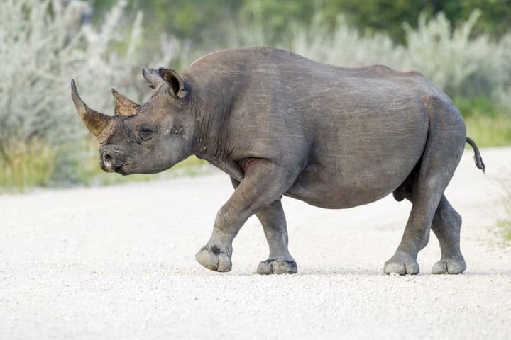 western black rhinoceros already gone extinct