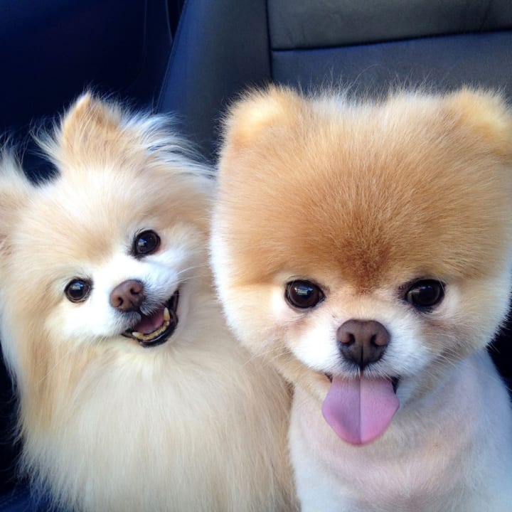 best looking small dogs