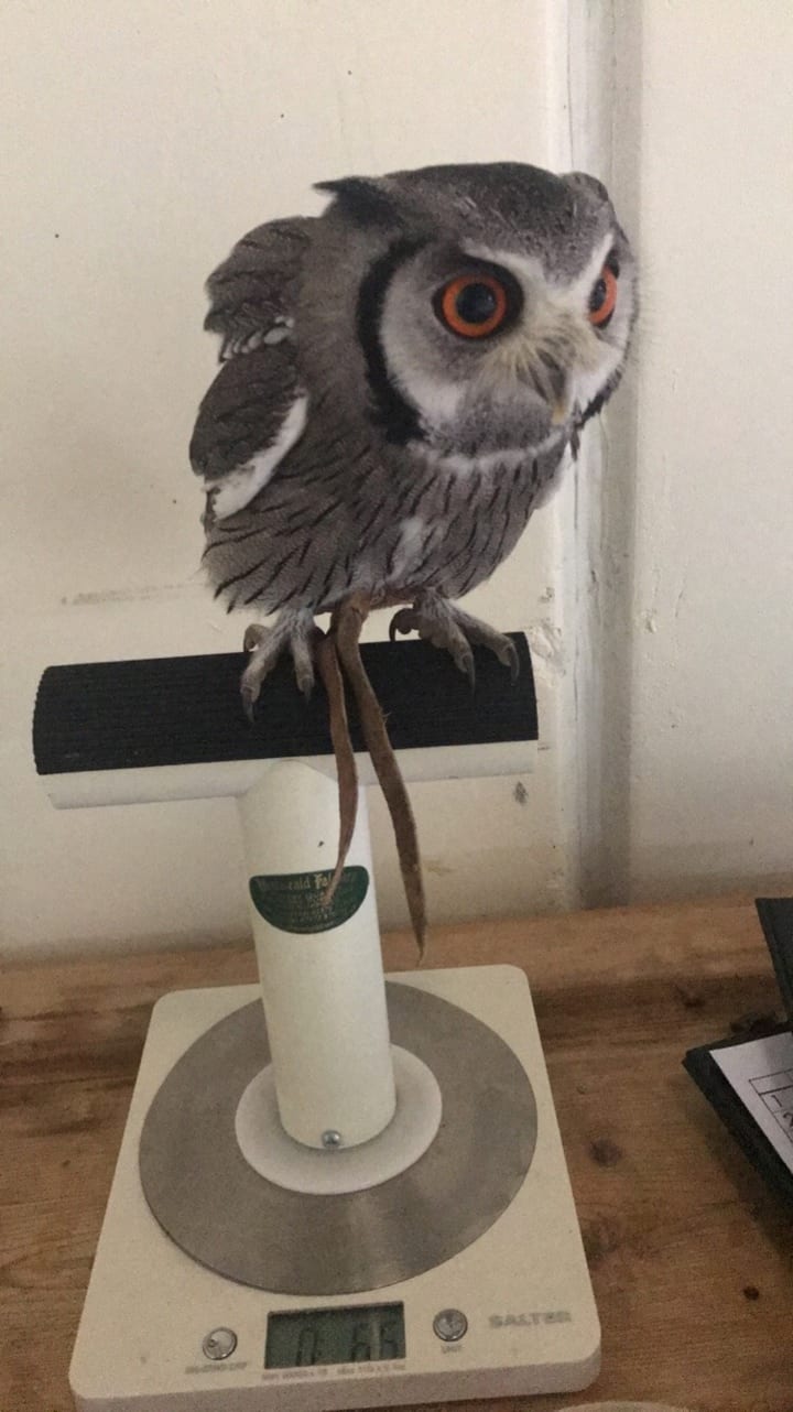 Why Owls Don T Make Good Pets