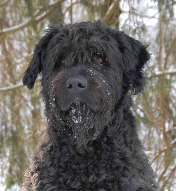 big dog breeds that are hypoallergenic