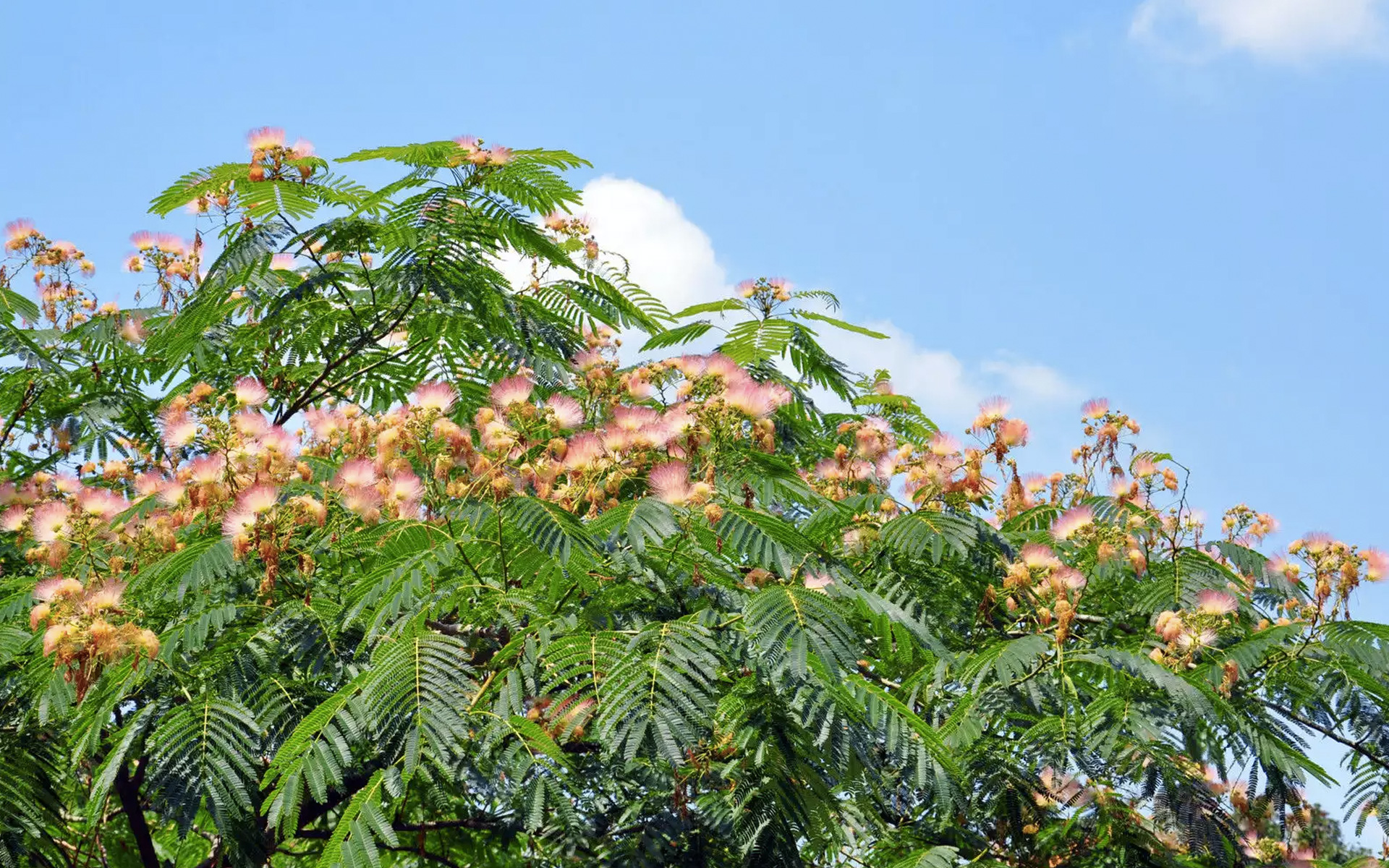 Albizzia The Legal Happiness Herb Potent Albizzia The Legal Happiness Herb Potent