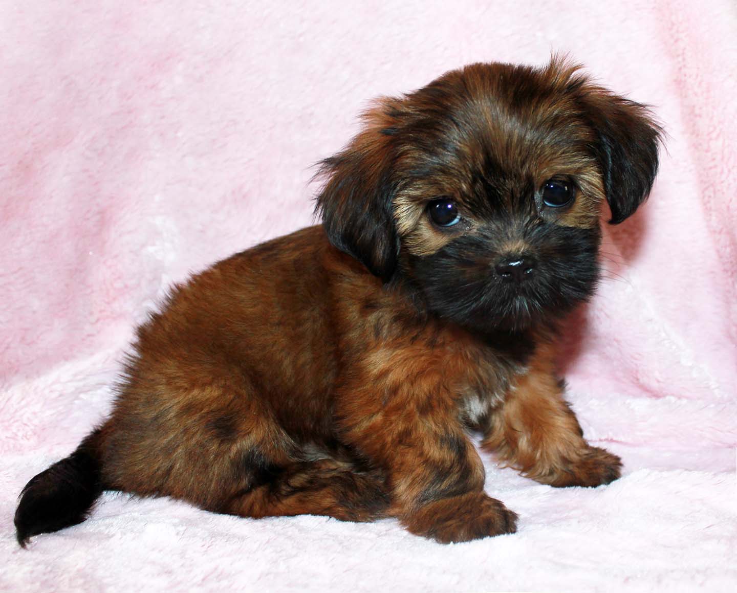 which is the best small dog breed