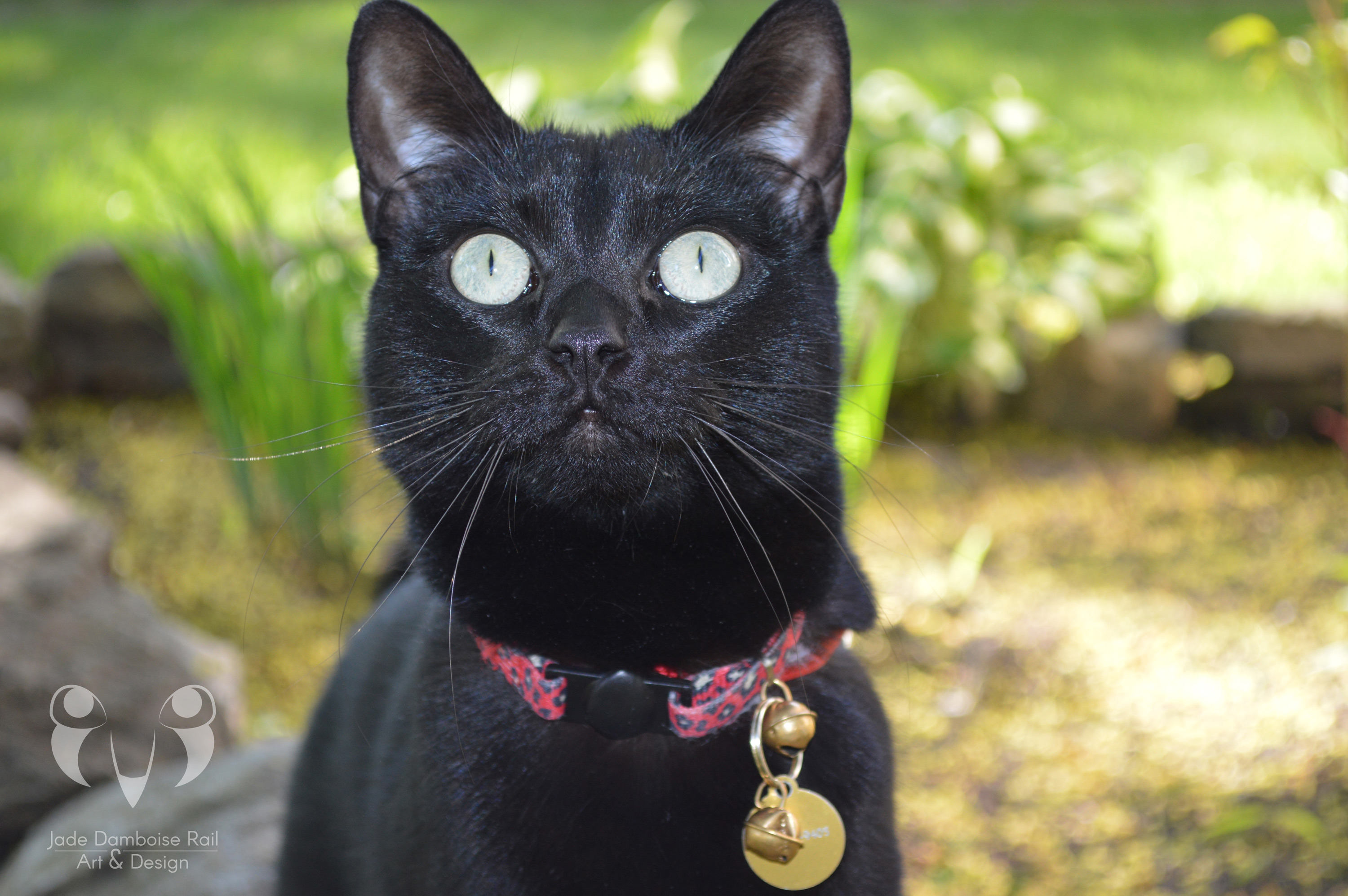 エアコン BLACK CAT svntja0uzdbf7lmqxu0c.jpg