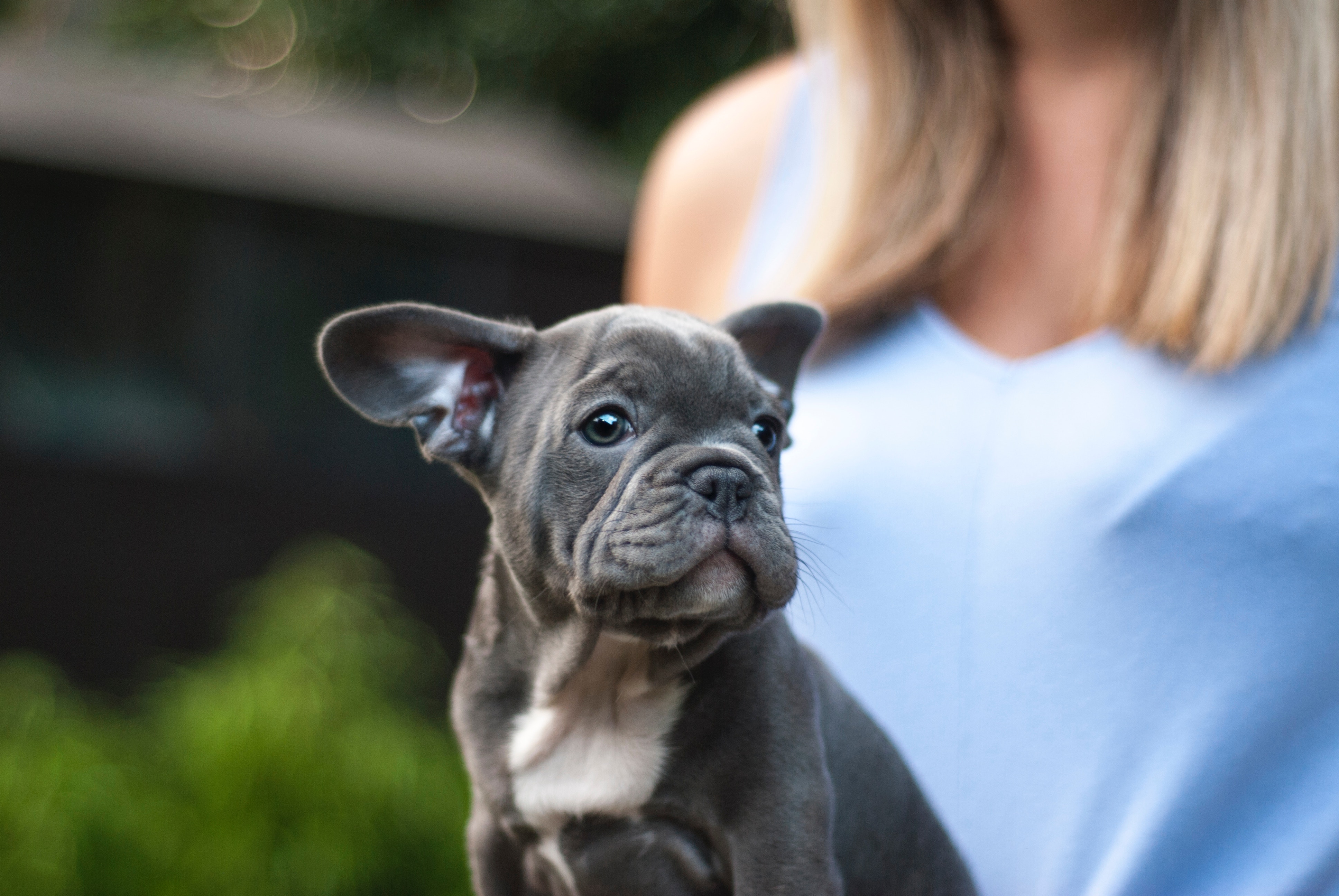 are bulldogs good therapy dogs