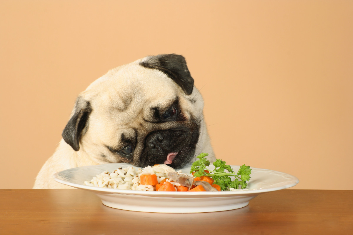 10 Healthiest Human Foods for Your Dog | Petlife 10 Healthiest Human Foods for Your Dog | Petlife