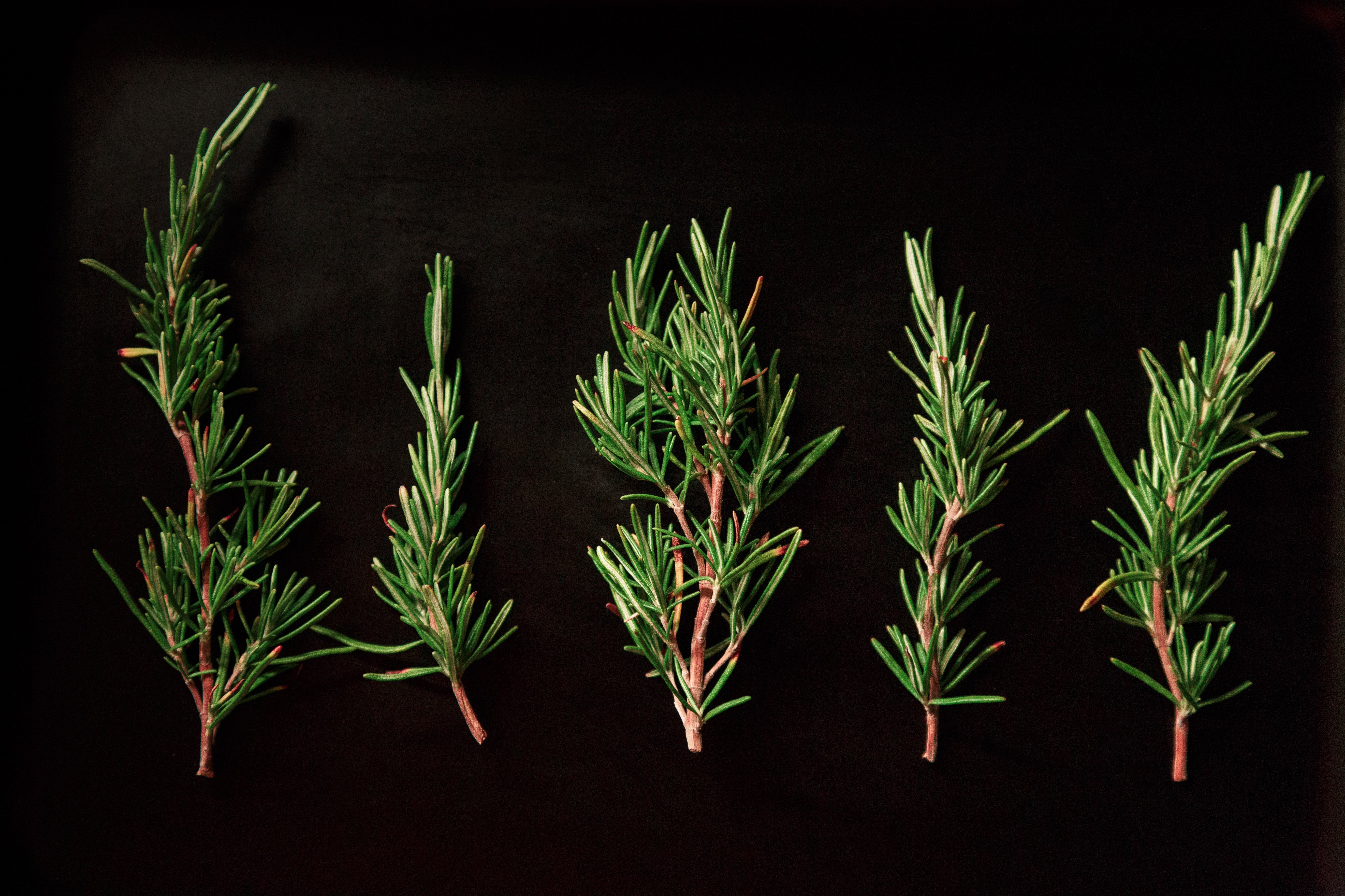 Rosemary Grapefruit Shortbread - diversivore