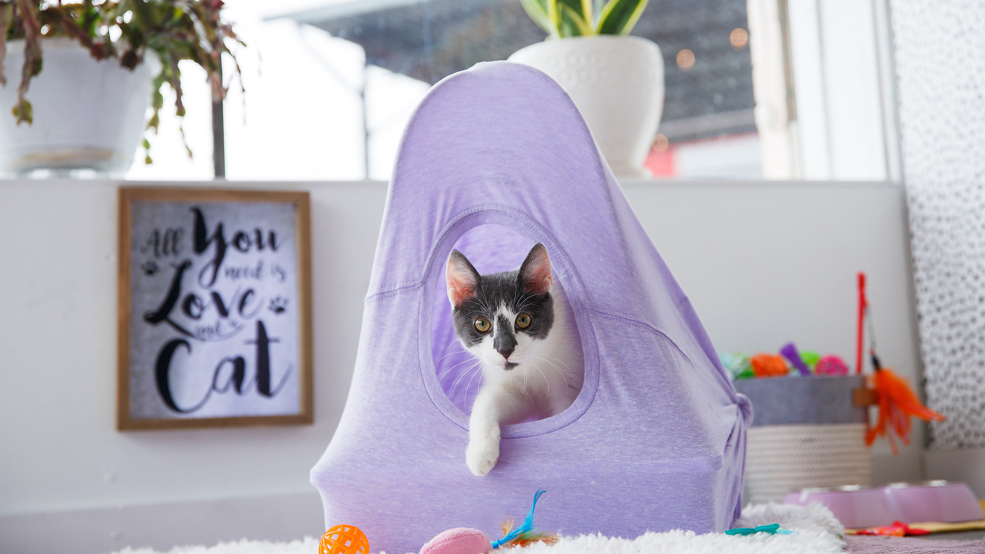 11 Diy Cat Houses You Can Easily Make Petlife