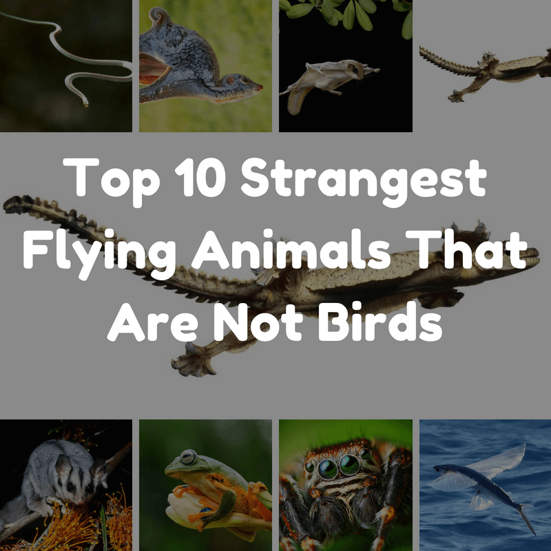 flying animals that are not birds