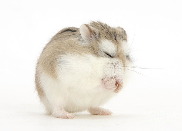 Witte Hamster Winter White Hamsters Our Guide