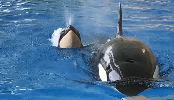 Morgan, a Rescued Killer Whale Gives Birth at Loro Parque | Petlife