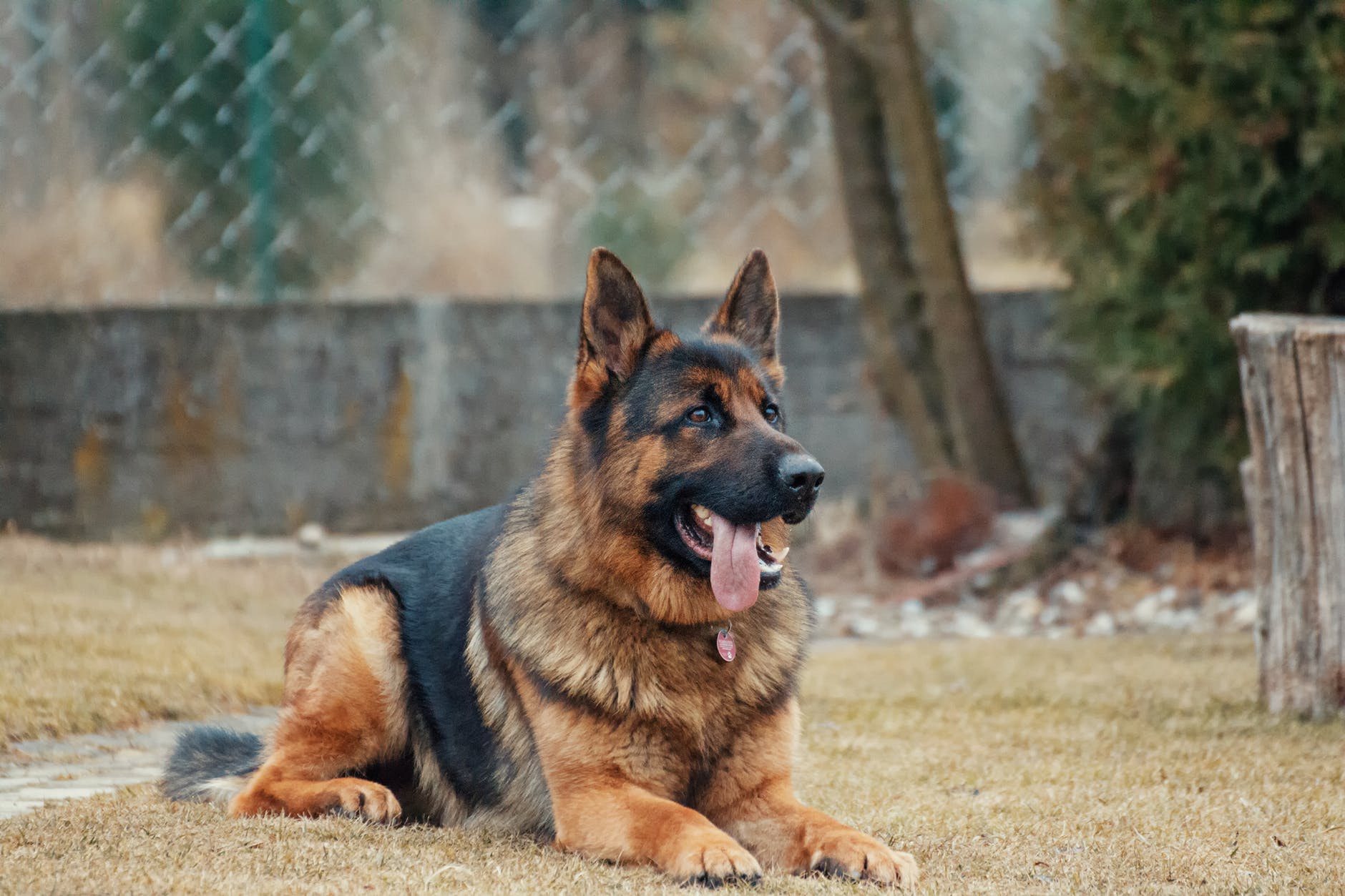 are police dogs trained in german