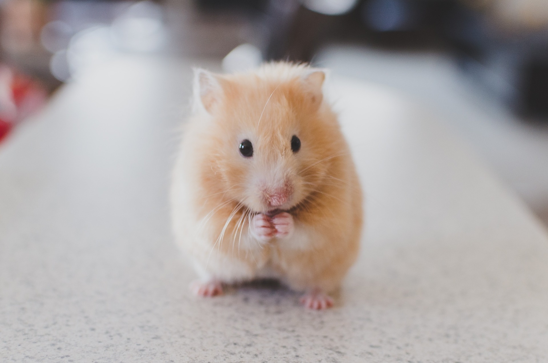 How to Care for Syrian Hamsters Petlife pic