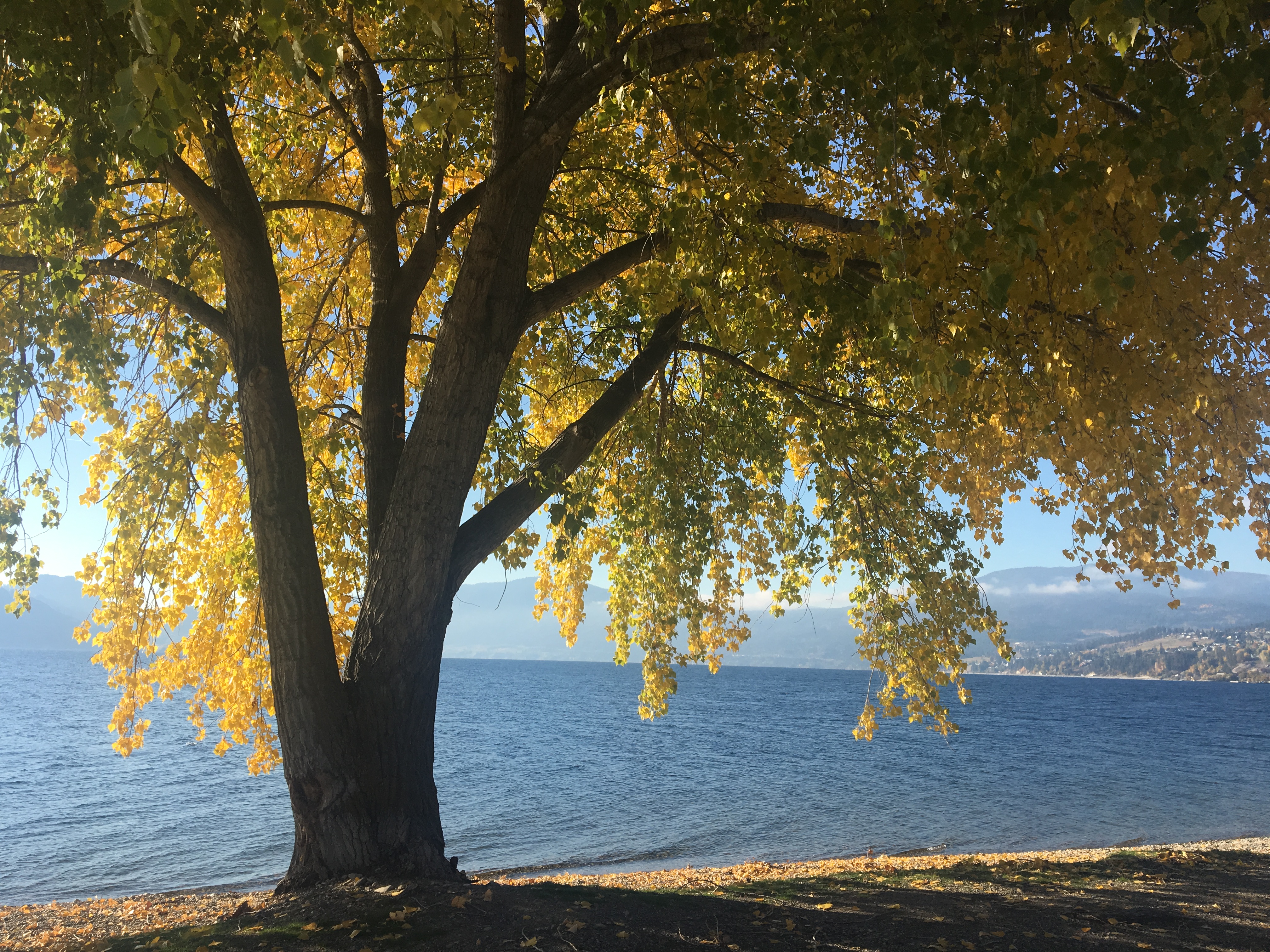 Autumn In Peachland Wander