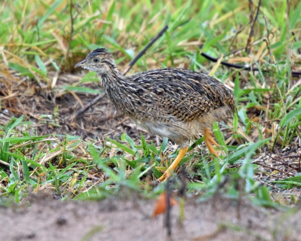 White bellied Nothura Petlife