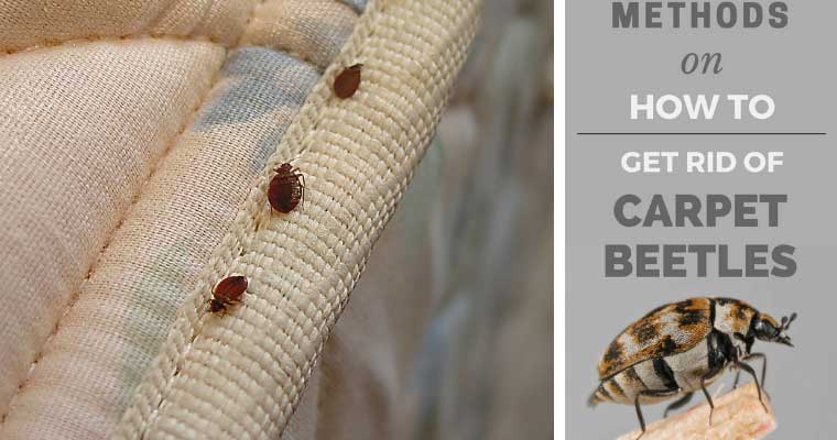 How to Get Rid of Carpet Beetles (and Prevent Them From Coming Back)