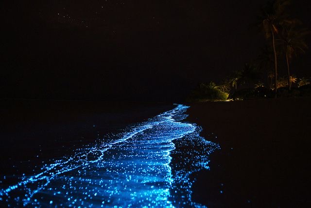 Electric Blue Beauty: Plankton Creates Magical Waters - 30A