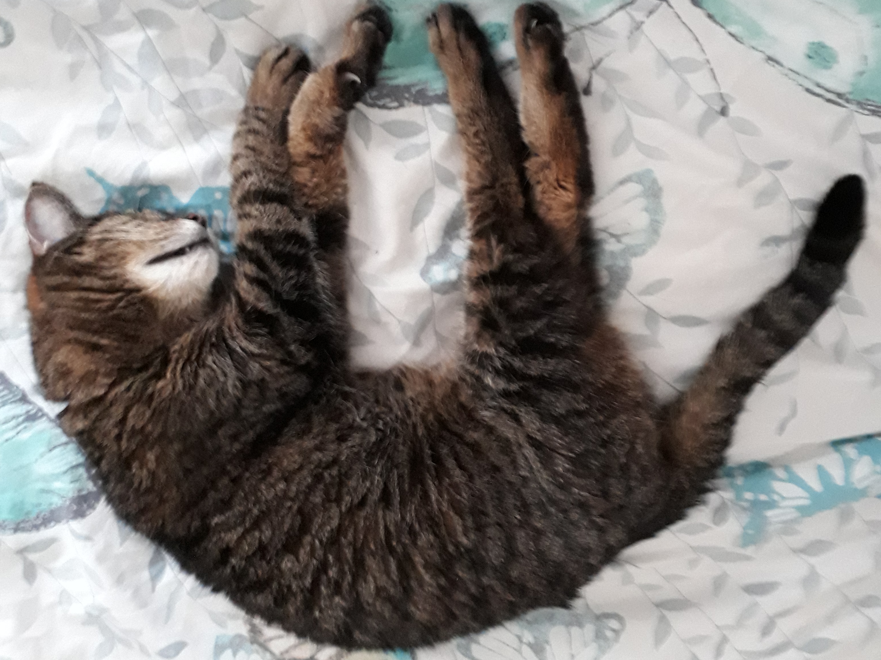 cat constipation butter