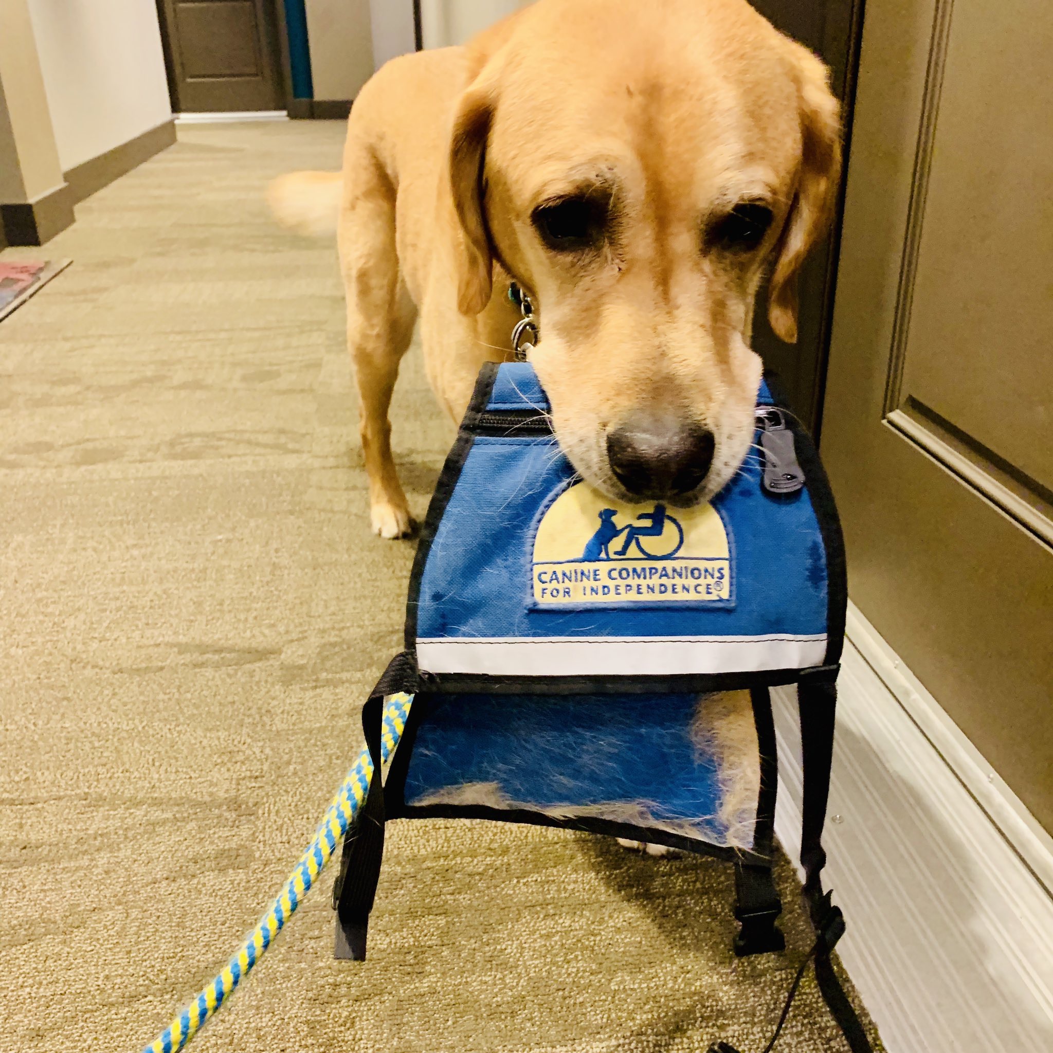What Kind Of Animals Are Used As Service Animals