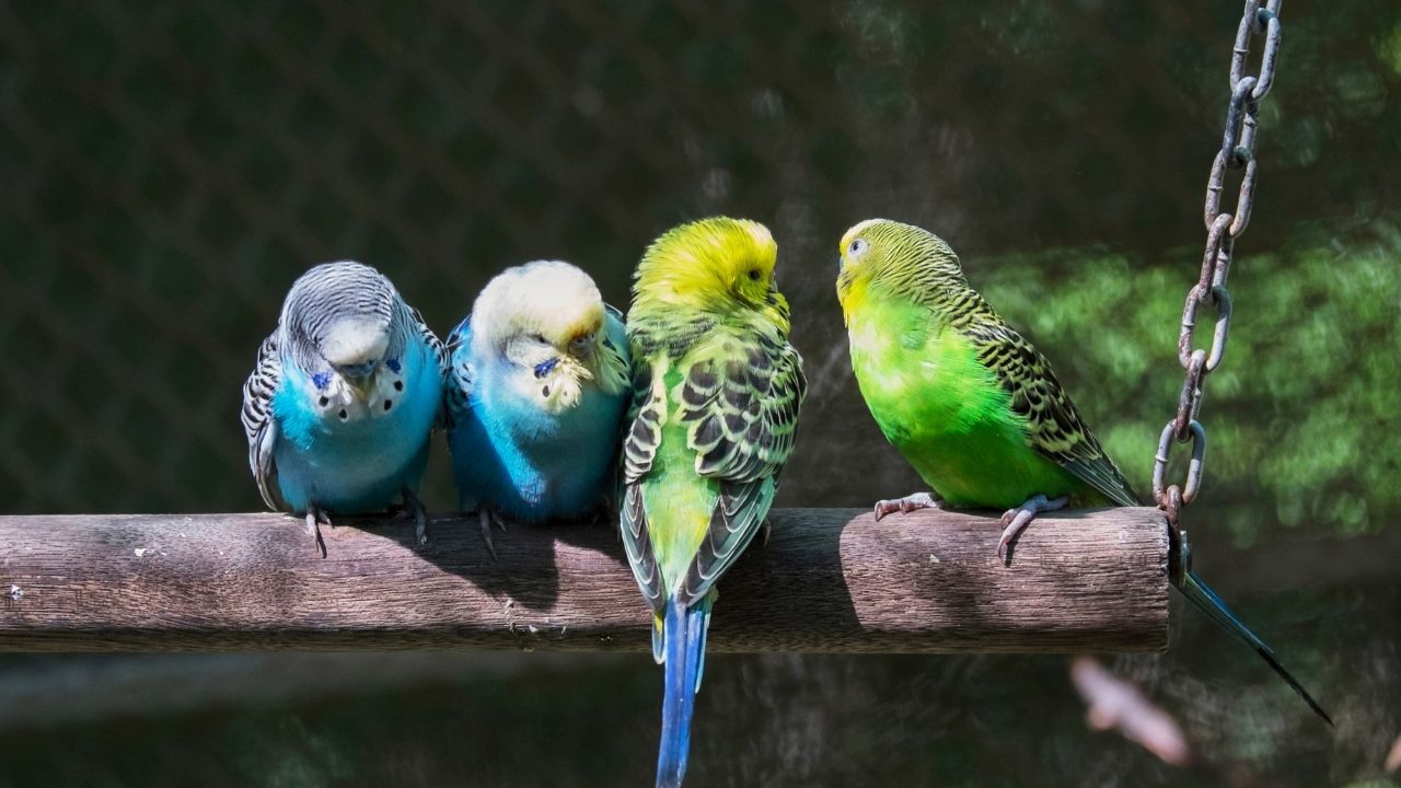 How Long Do Parakeets Live? All About Parakeets Lifespan | Petlife How Long Do Parakeets Live? All About Parakeets Lifespan | Petlife