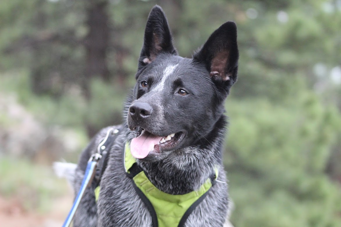 I Bought my Blue Heeler a Herding Ball 