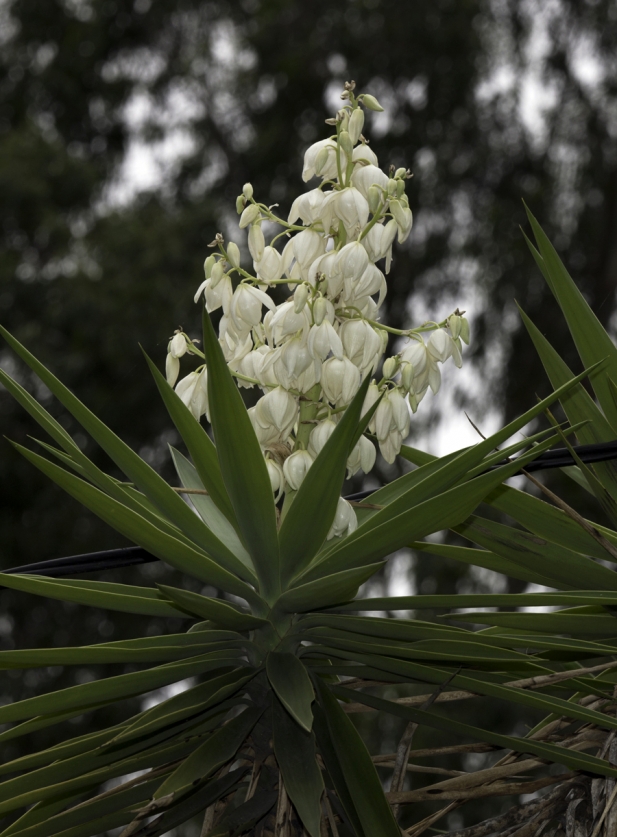 Flor De Izote Wander