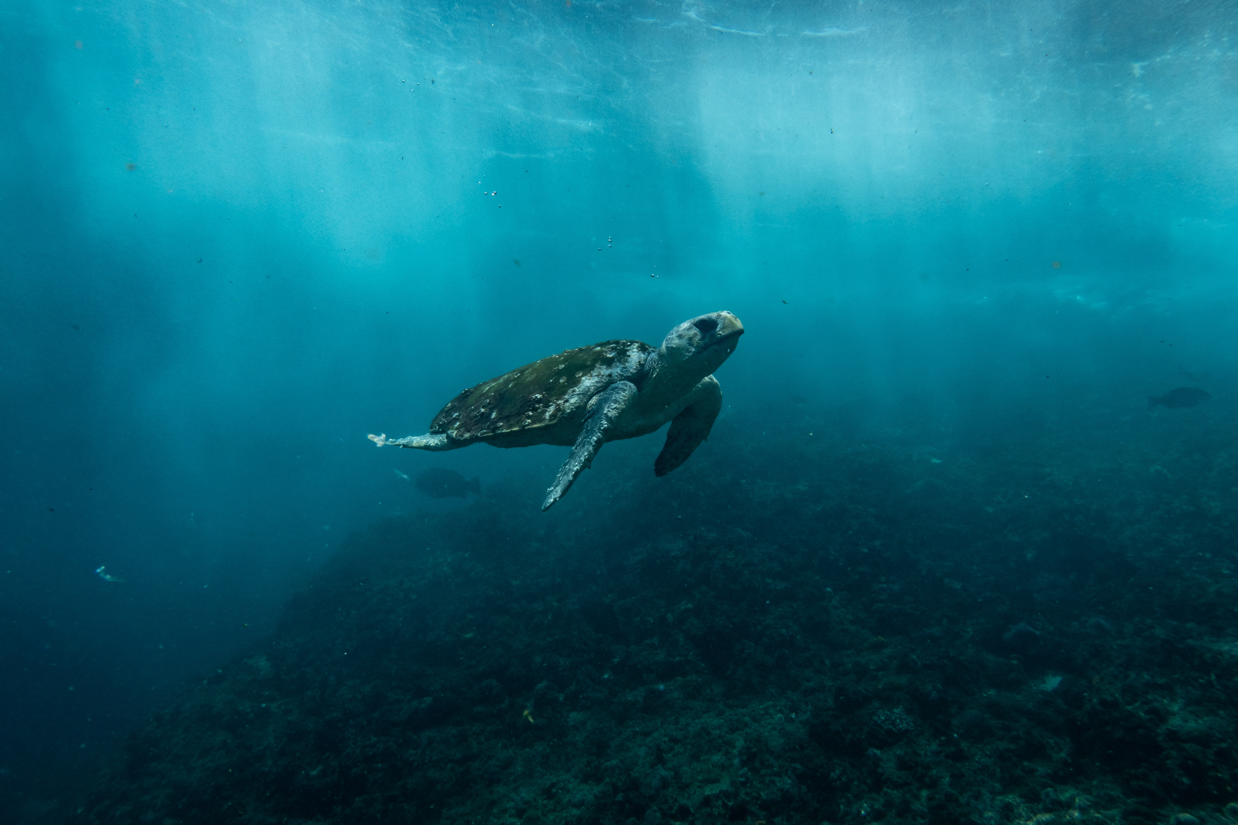 What do sea turtles eat? Unfortunately, plastic bags., Stories