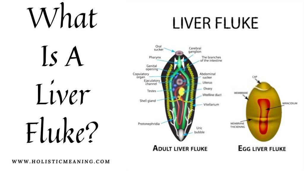 What Is A Liver Fluke?