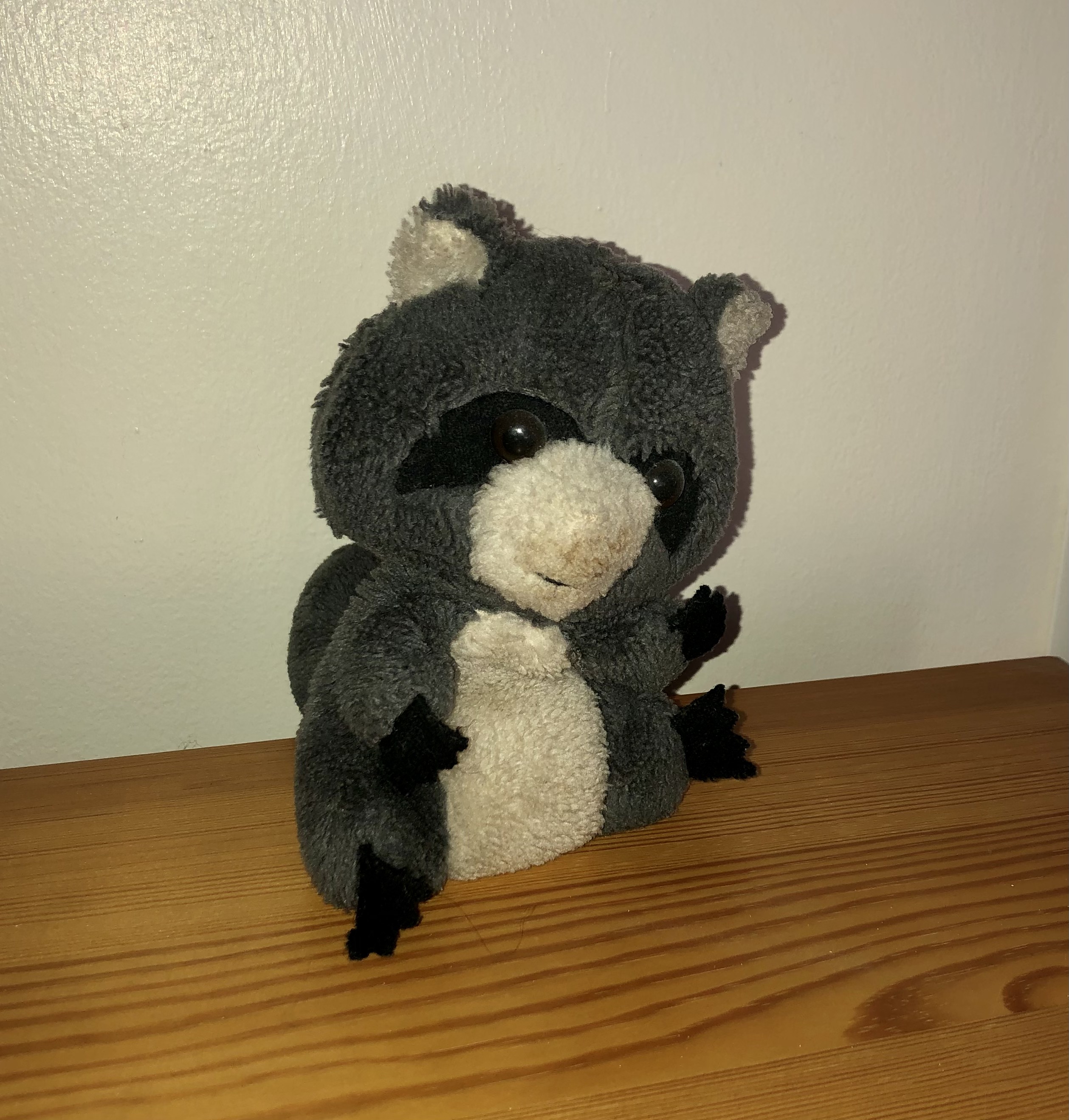 dakin raccoon