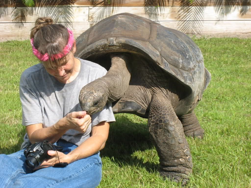 Tortoise aldabra Diet and