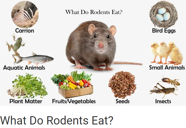 Vegetables White Stuff and Rats Families
