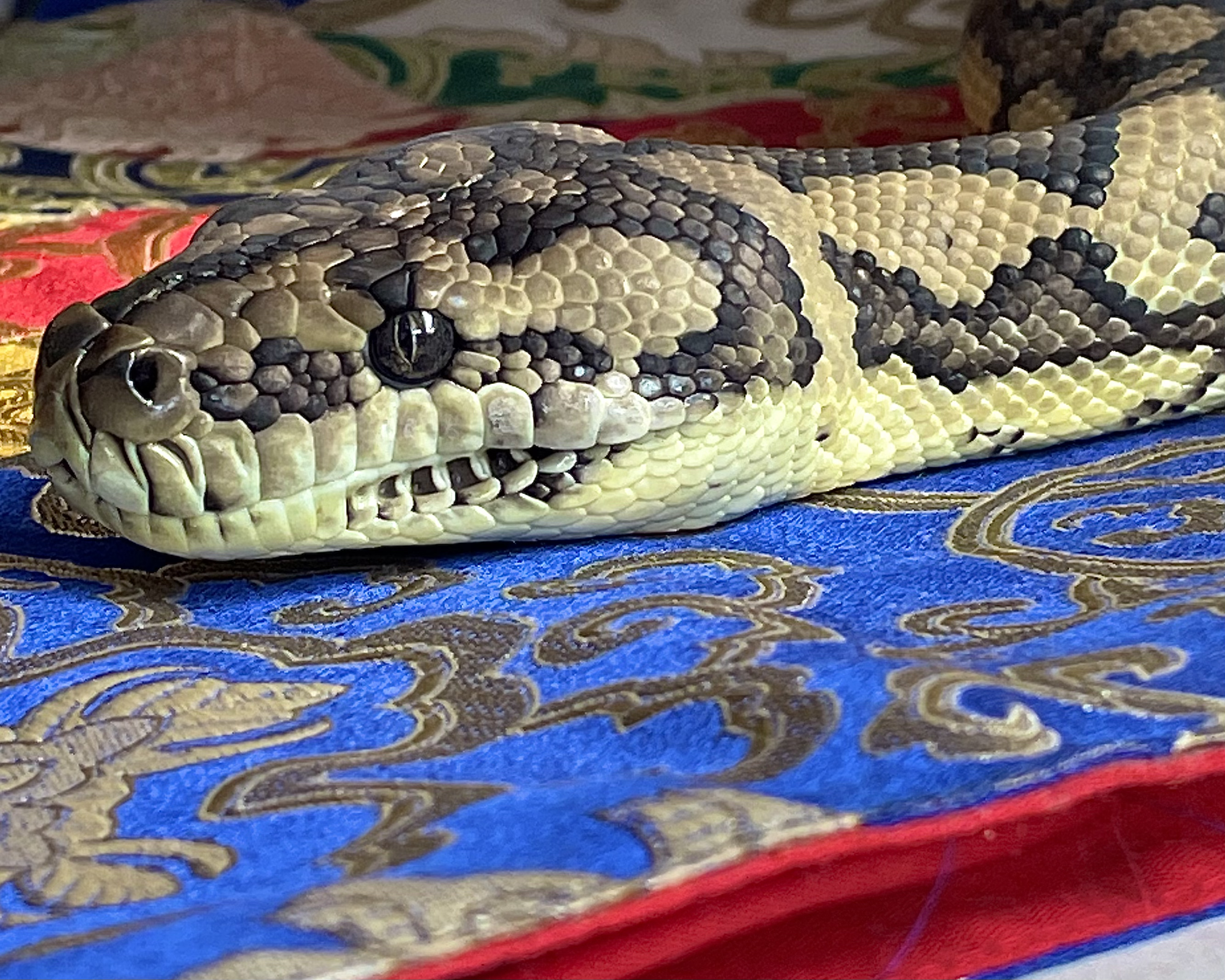 Boa and reticulated python - pets - craigslist