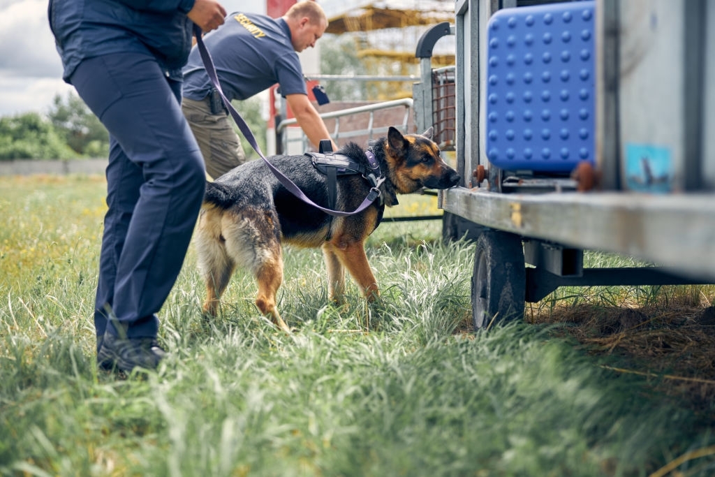 are dogs trained for specific scents