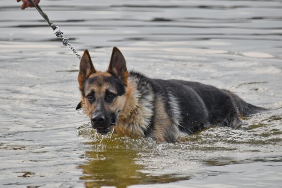 Best shock collars discount for german shepherds