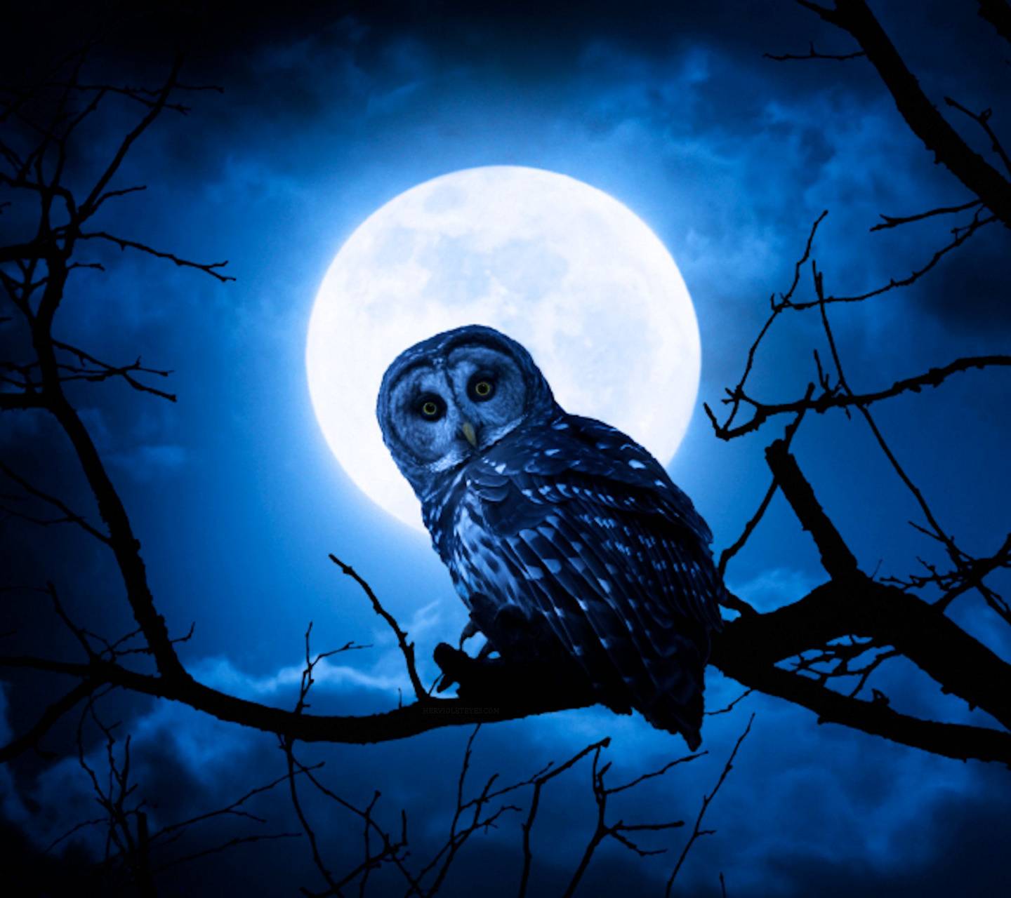 The Night Owl