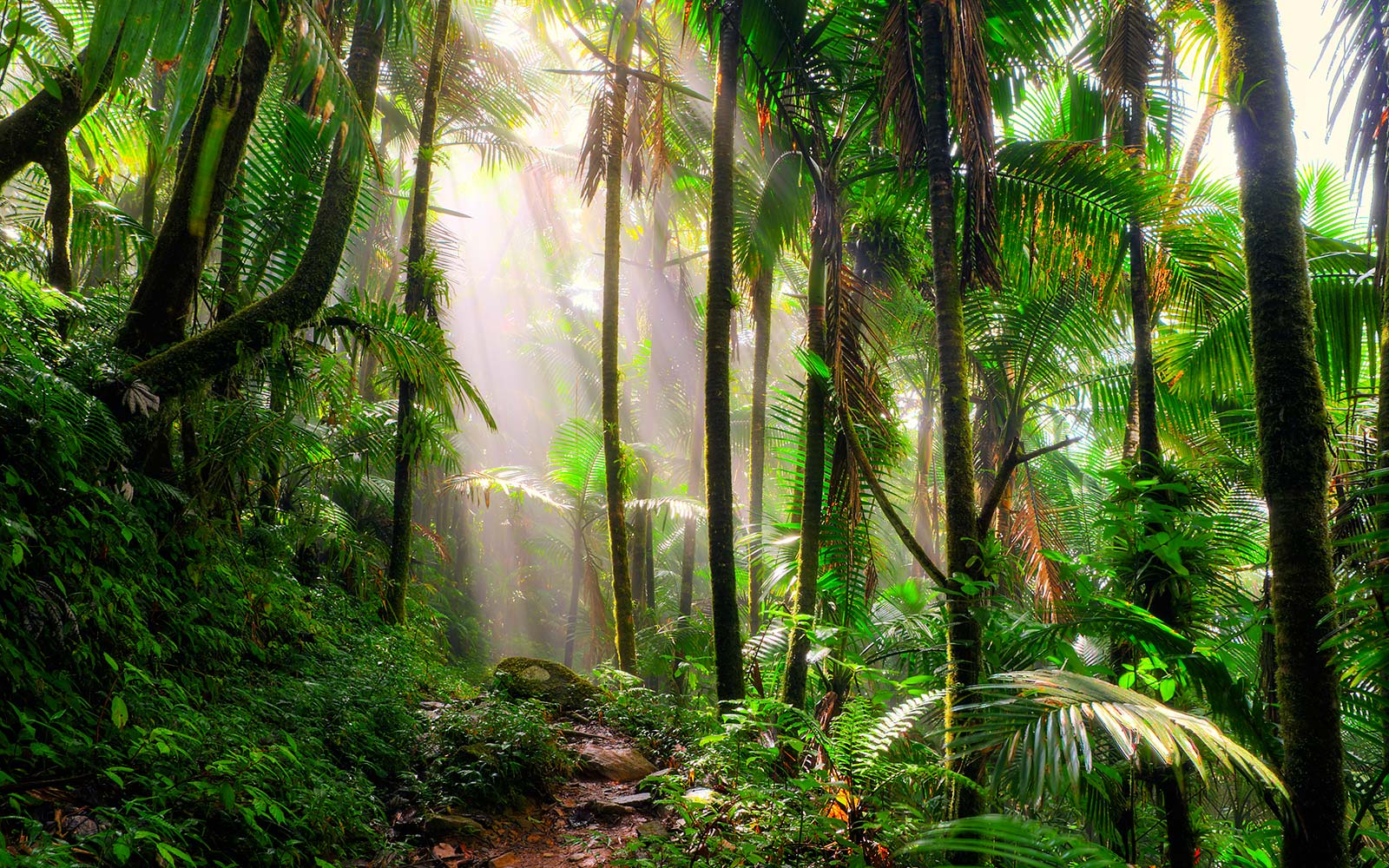 Rain Forests & Natural Order