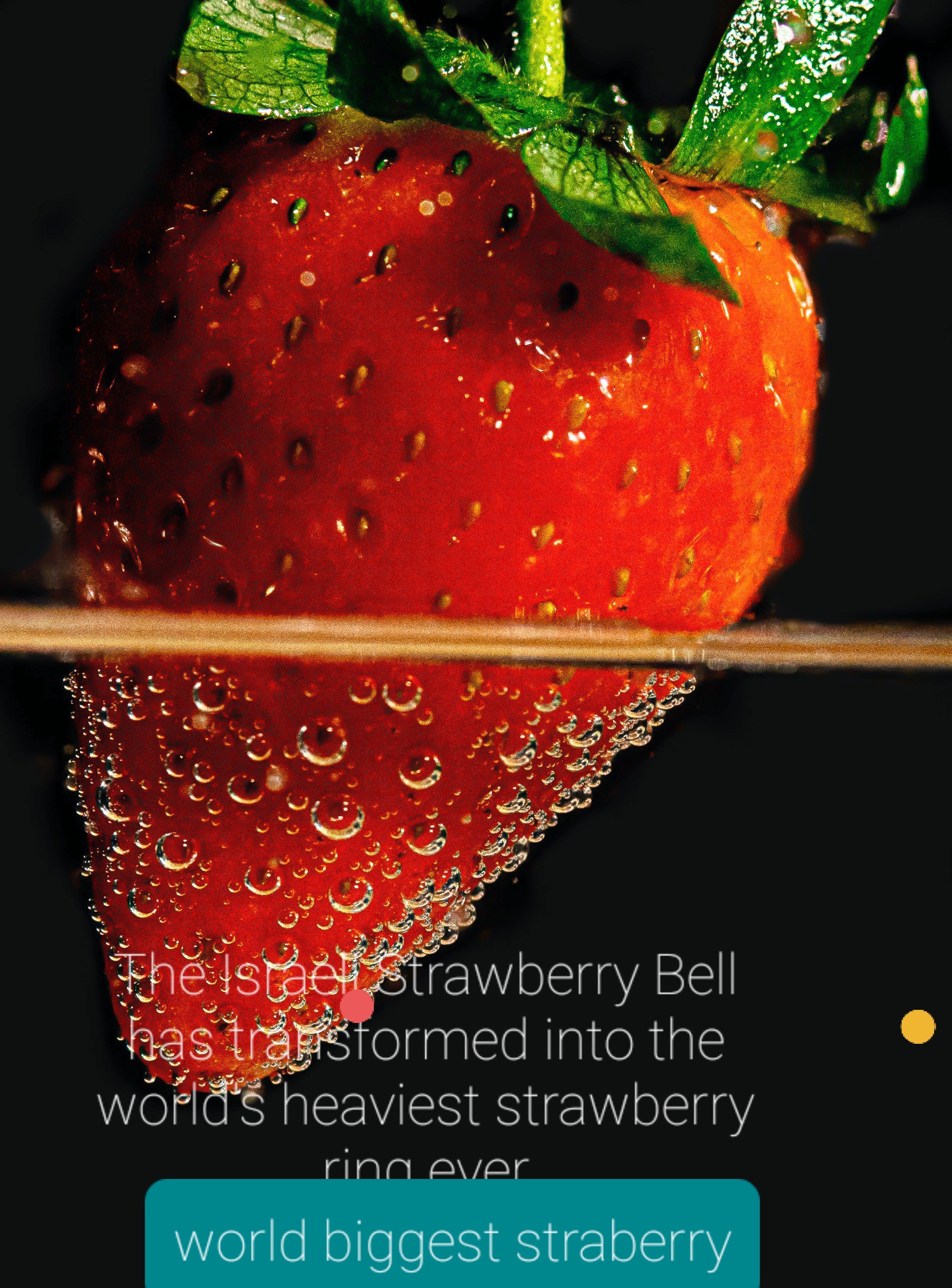 World Record Strawberry In Israel Earth