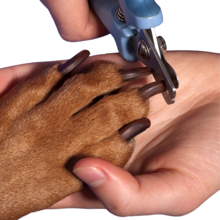 How Much Does It Cost To Get A Dogs Nails Clipped