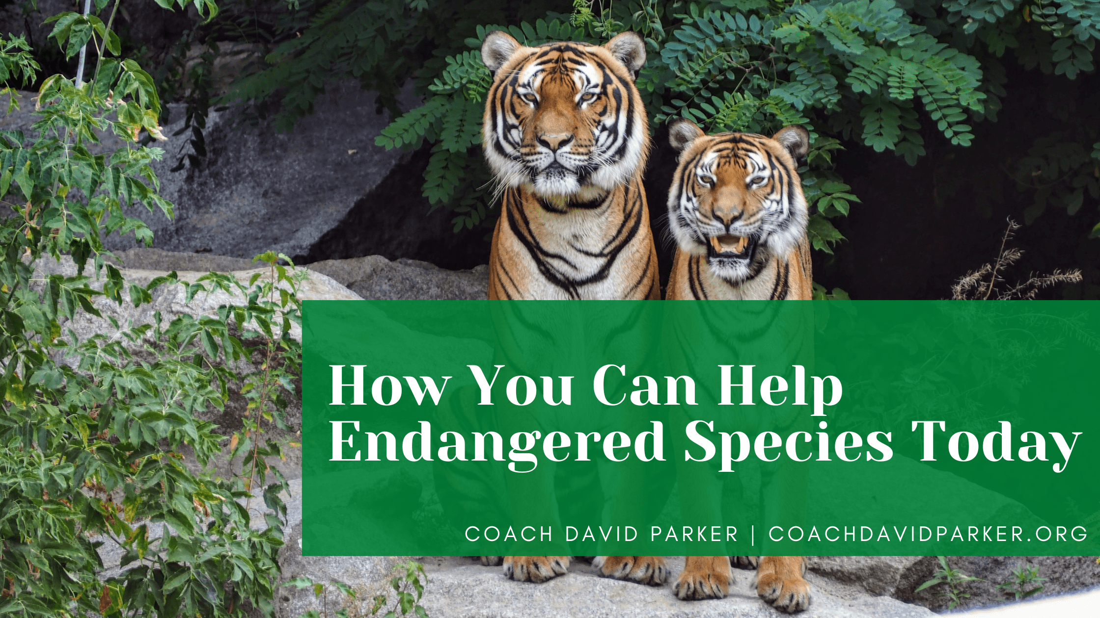 How You Can Help Endangered Species Today | Earth How You Can Help Endangered Species Today | Earth