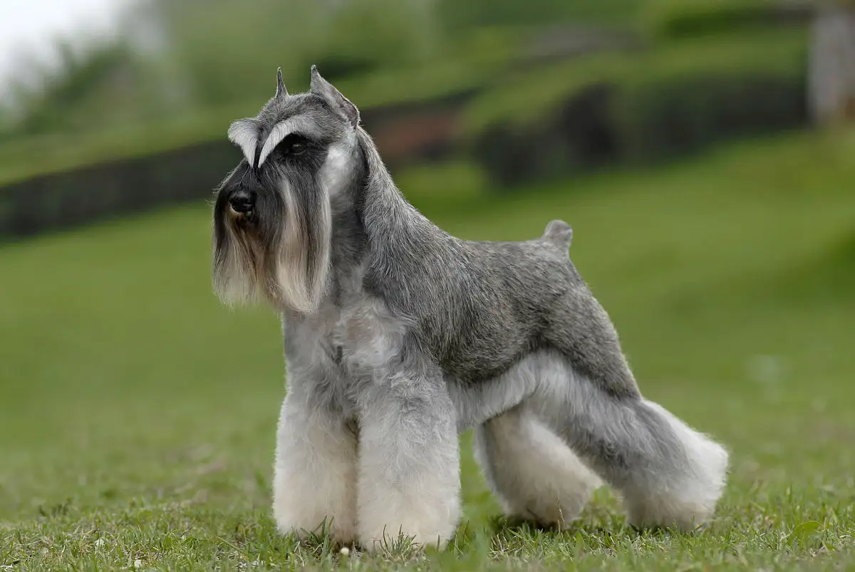 How To Potty Train Mini Schnauzer Free