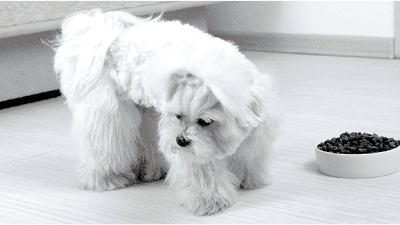 Dog brands to clearance avoid